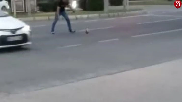 Elazığ'da tavuk yola çıktı, sürücüler neye uğradığını şaşırdı