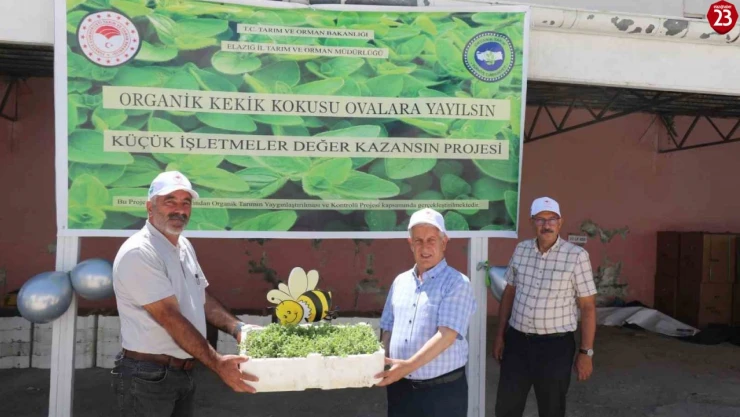 Elazığ'da üreticilere 30 bin kekik fidesi dağıtıldı