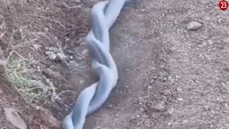 Elazığ'da yılanların çiftleşme dansı kameraya yansıdı