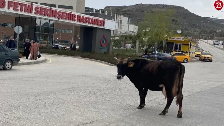 Elazığ'da yolunu kaybeden inek hastane önünü mesken tuttu