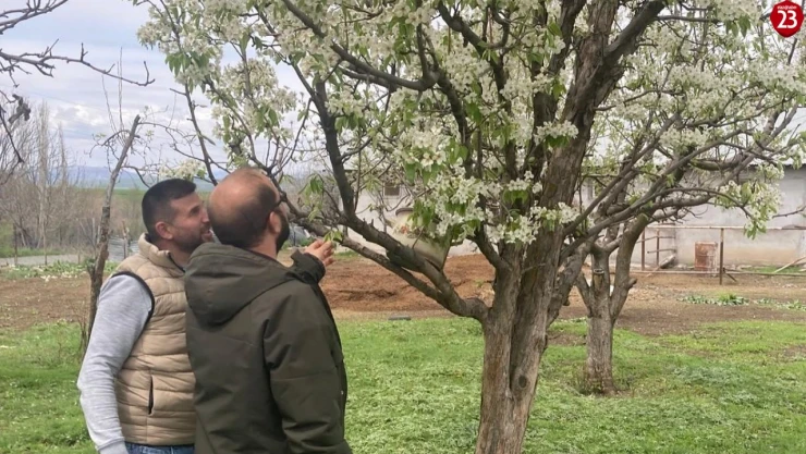 Elazığ'da Zirai Don Meyve Ağaçlarını Vurdu: Hasar Tespit Çalışmaları Başladı