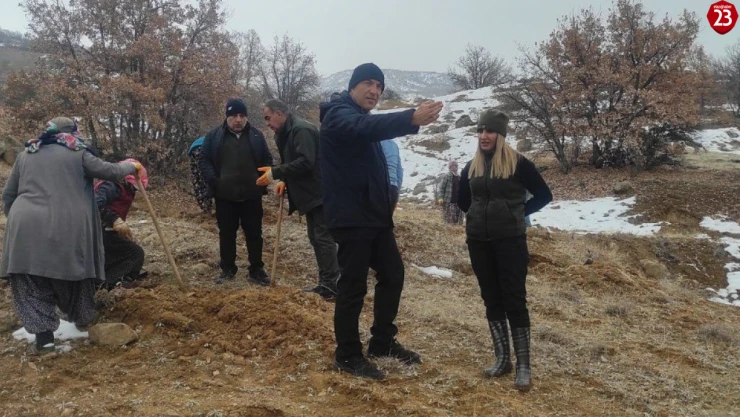 Elazığ'ın Baskil İlçesinde 300 Hektarlık Alanda 55 Bin Fidan Dikildi