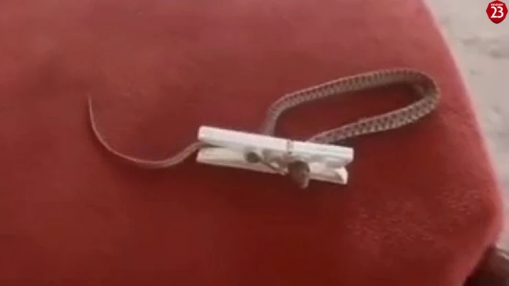 Evine giren yılanı çamaşır mandalı ile yakaladı