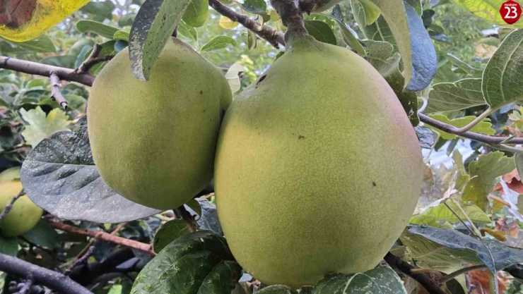 Görüntüsü armut, tadı elma