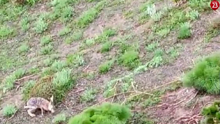 Palu'da Tavşan İle Sohbet Eden Vatandaş Gülümsetti