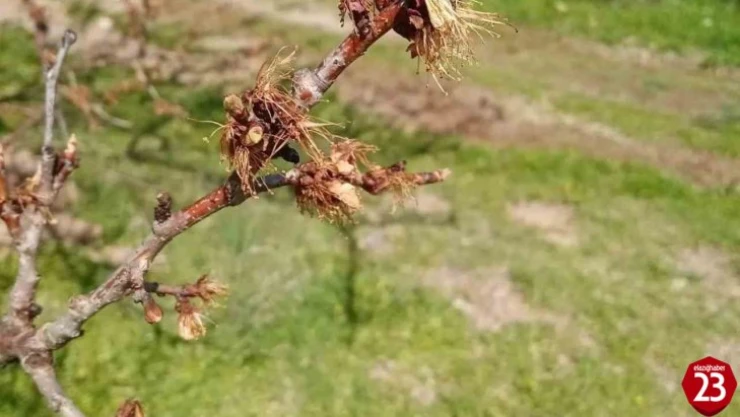 Kayısıları don vurdu, üretici zor durumda kaldı