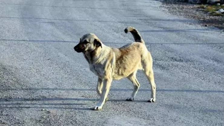 Keban'da Sahipsiz Köpeklerin Saldırdığı Tavuklar Telef Oldu