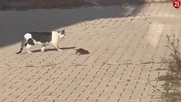 Kedi, cüsseli fare ile baş edemedi