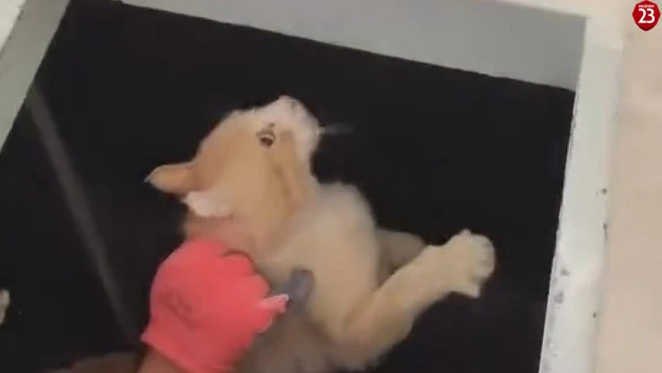 Kimyasal makinesinin içine düşen kedi son anda kurtarıldı