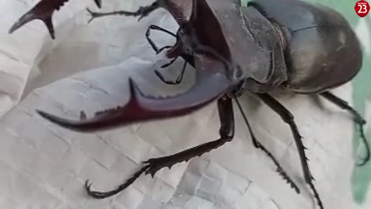 Kırmızı listede yer alıyor, Elazığ'da görüntülendi