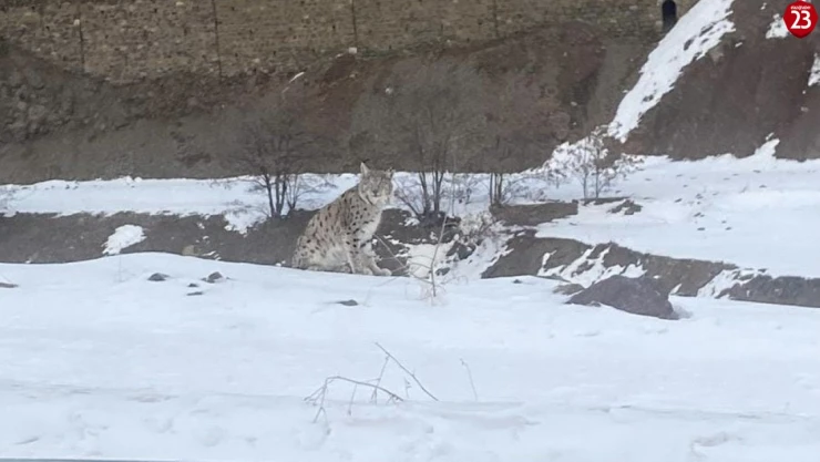 Elazığ'da Nesli Tehlike Altındaki Vaşak Görüntülendi