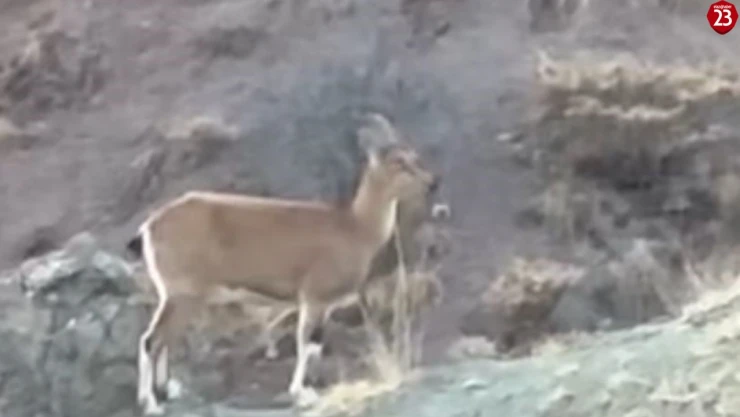 Koruma altındaki dağ keçisi ve yavruları Harput'ta görüntülendi