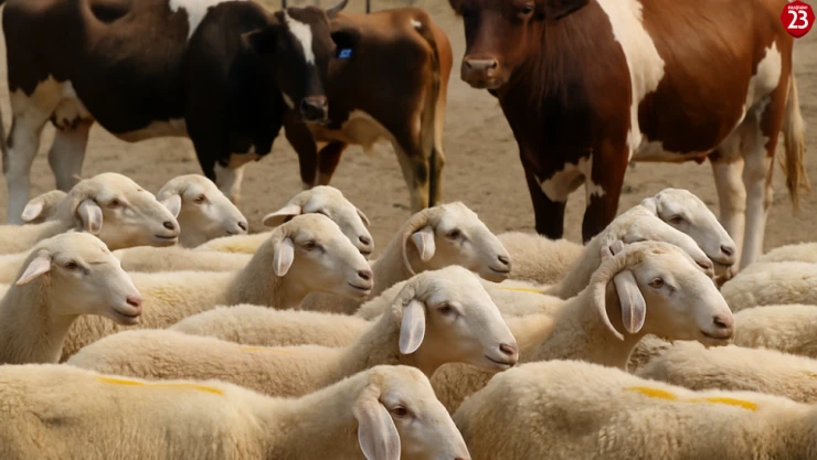 Kurbanlıklarını Satamayan Üreticiye Destek: ESK Alım Fiyatlarını Açıkladı