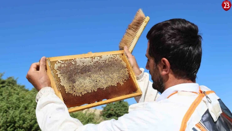 Küresel ısınma arıcıları vurdu, rekoltede bin tondan 500 tona düştü
