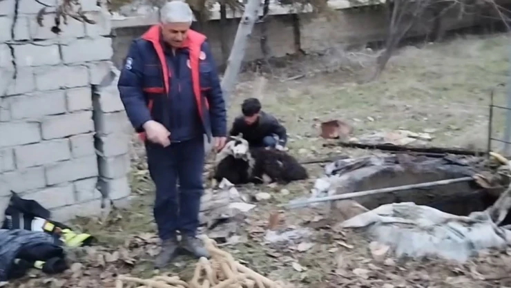 Kuyuya düşen koyunu ekipler kurtardı