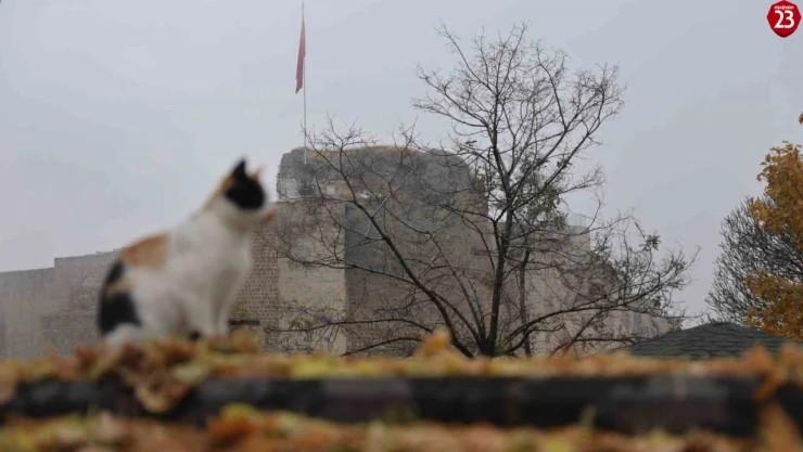 Harput'ta Sonbahar Büyüsü: Tarih, Doğa ve Kediler Buluştu