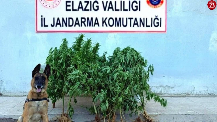 Palu'da Uyuşturucu Operasyonu: 40 Kök Kenevir ve Esrar Ele Geçirildi