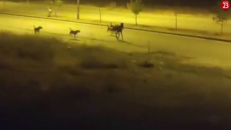 Sokak köpekleri sahipsiz ata saldırdı