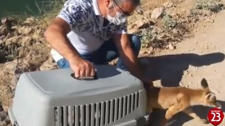 Tedavisi yapılan tilki doğaya salındı