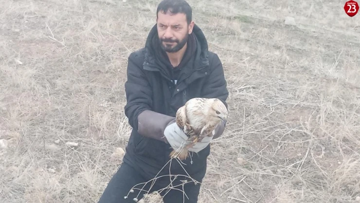 Yaralı kartal tedavi altına alındı