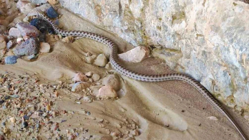 Keban'da 1,5 Metre Uzunluğunda Yarı Zehirli Kocabaş Yılanı Görüntülendi