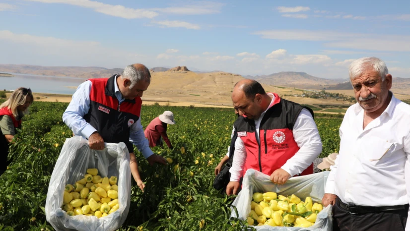 Elazığ'da Biber Hasadı Başladı: Keban ve Karaçor Biberi Öne Çıkıyor