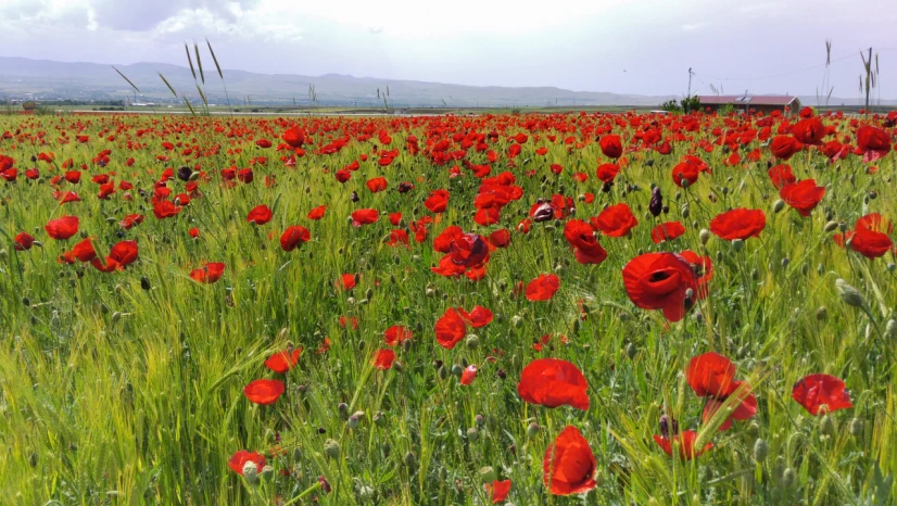 Elazığ'da Doğaseverler Kırmızıya Bürünen Gelincik Tarlasını Fotoğrafladı