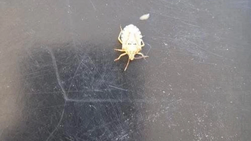 Elazığ'da Görülen İlginç Böcek Merak Uyandırdı