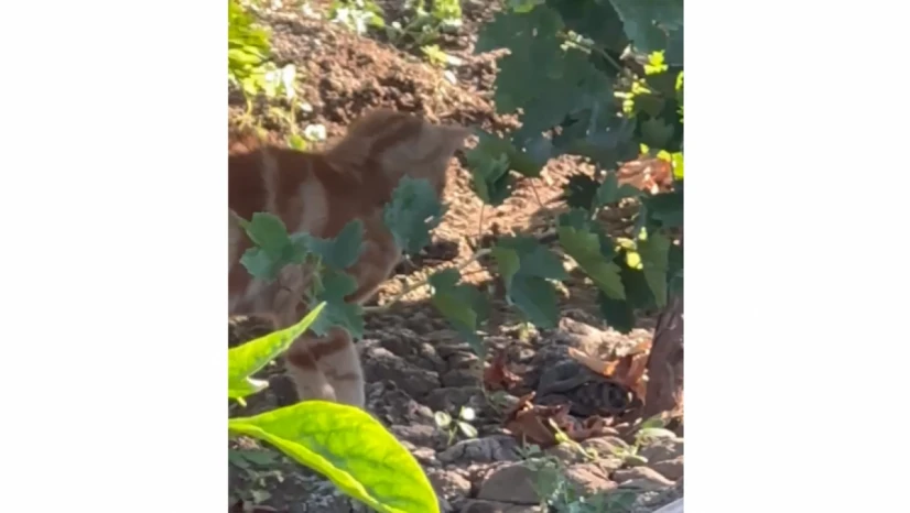 Elazığ'da Kedi, Yavrusunu Yılandan Kurtardı