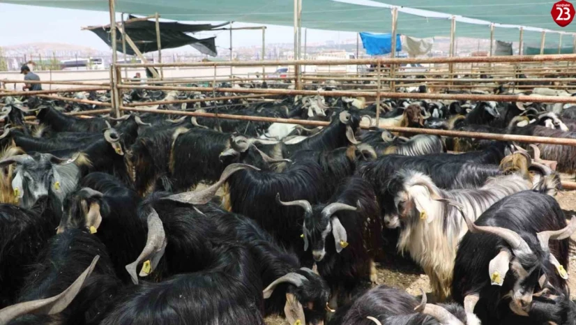 Elazığ'da kurban satış ve kesim alanı belirlendi