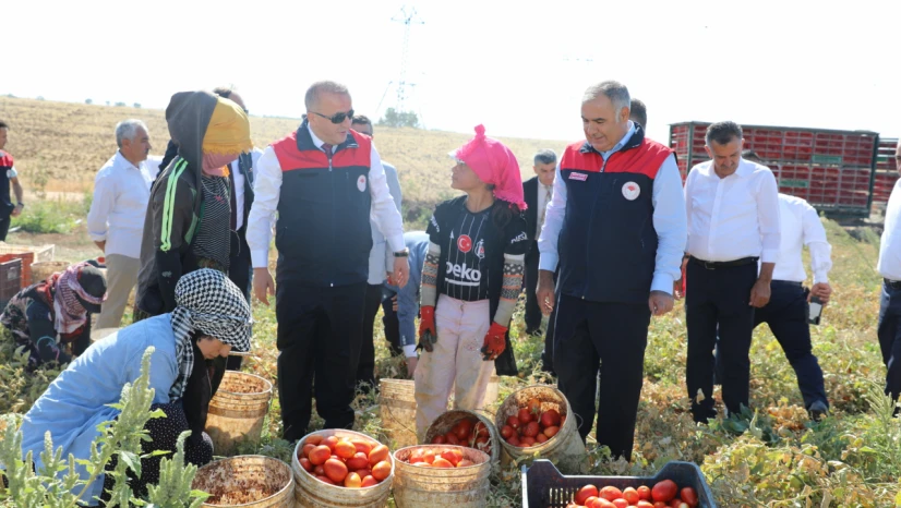 Elazığ'da Kurutmalık Organik Domates Hasadı Gerçekleştirildi