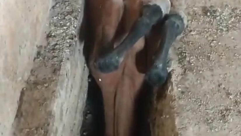 Elazığ İtfaiyesi Örençay Köyü'nde Ahıra Düşen Atı Kurtardı