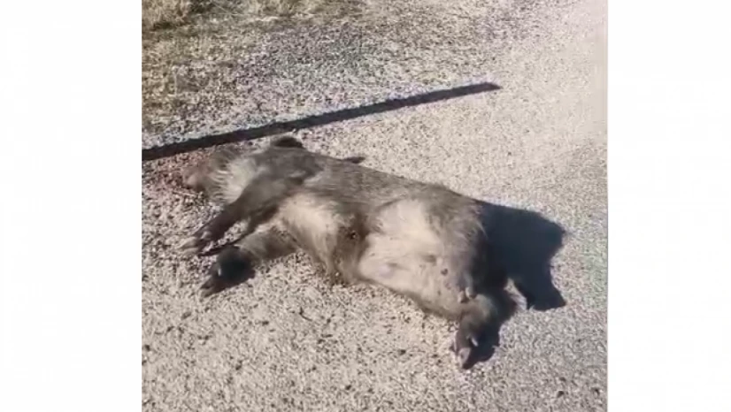 Elazığ–Pertek Yolunda Yaban Domuzu Ölü Bulundu