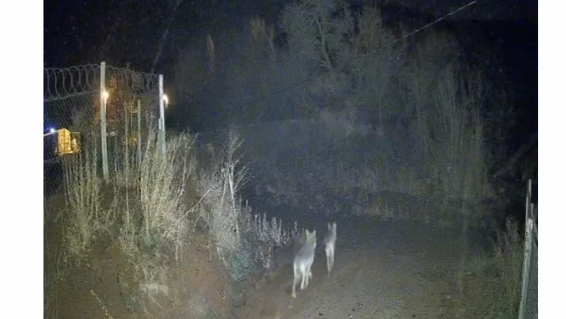 Elazığ Sivrice'de Kurtlar Yerleşim Alanına Yakın Görüntülendi