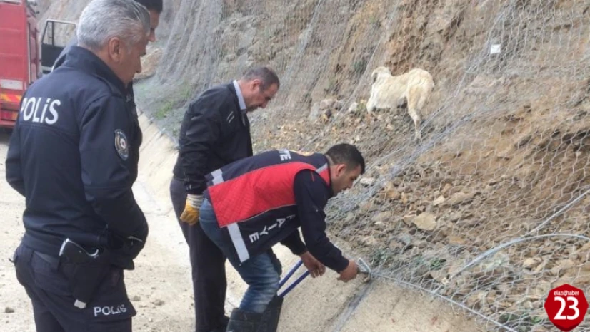 Keban'da İtfaiye Ekipleri Koruma Ağında Mahsur Kalan Köpeği Kurtardı