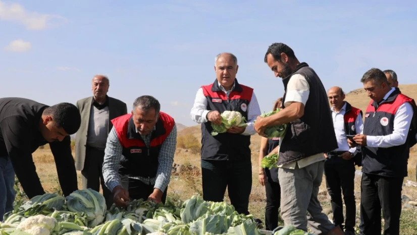 Kovancılar'da İlk Karnabahar Hasadı Gerçekleşti