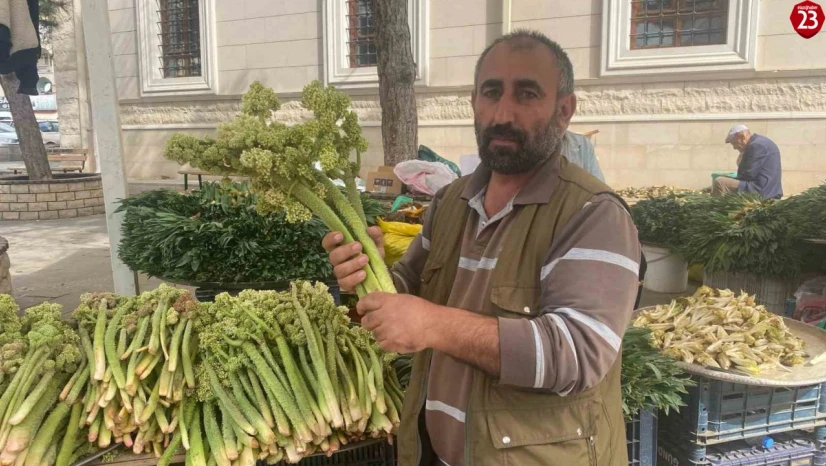 Elazığ'da Baharın Habercisi Işkın Tezgahlarda! Şifa Deposu Bitki Kilosu 150 TL'den Satılıyor
