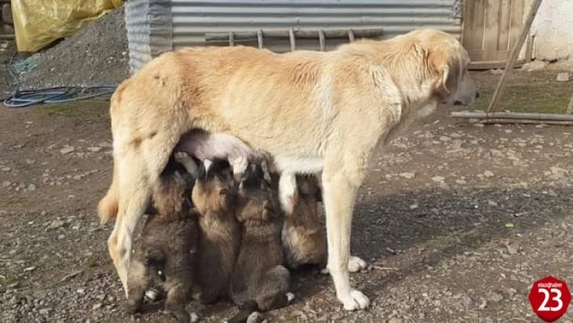 Yavru köpekler annelerine kavuştu