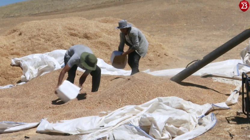 Elazığ'da Bir İlk: Alatarla Köyü'nde 4 Bin 200 Dönümde Mercimek Üretimi Başarıyla Gerçekleşti