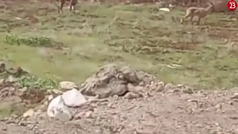 Elazığ'da dağ keçileri görüldü