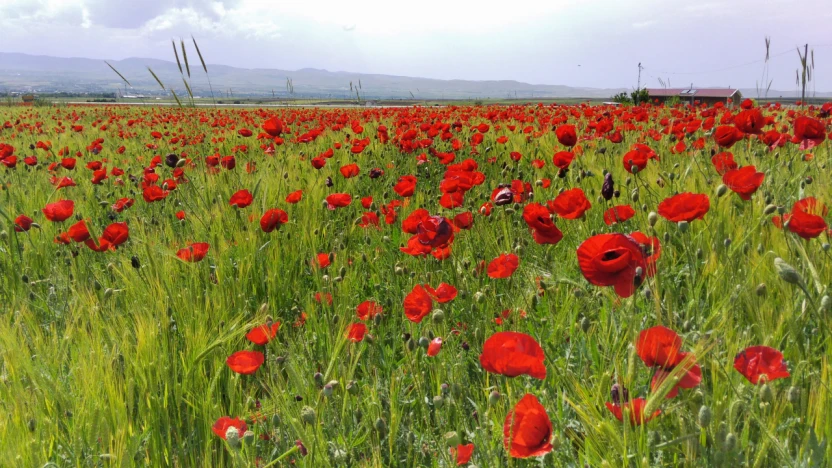 Elazığ'da Doğaseverler Kırmızıya Bürünen Gelincik Tarlasını Fotoğrafladı