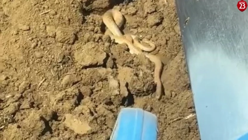 Elazığ'da Havanın Isınmasıyla Yılanlar Ortaya Çıktı! Vatandaşlar Tedirgin