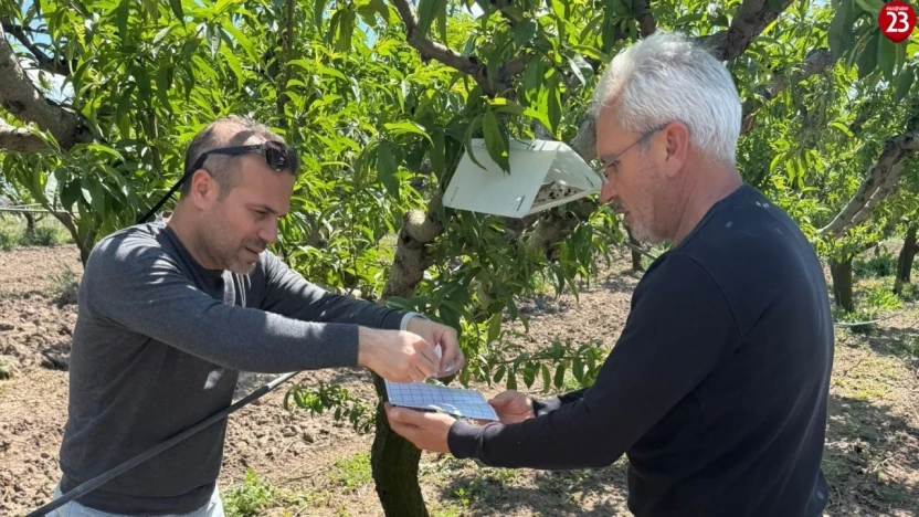 Elazığ'da Şeftali Güvesine Karşı Feromon Tuzakları Yerleştirildi