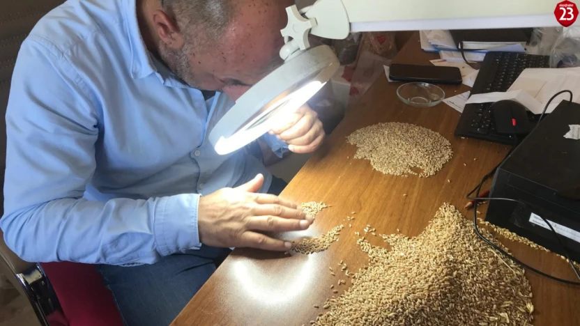 Elazığ'da Süne Emgi Analizi Çalışmaları Sürüyor: Buğdayda Kalite İçin Önlem Alınacak