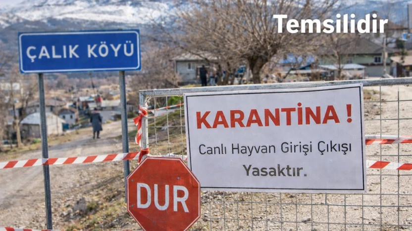 Elazığ Keban'da Şap Alarmı: 6 Köy Karantinada