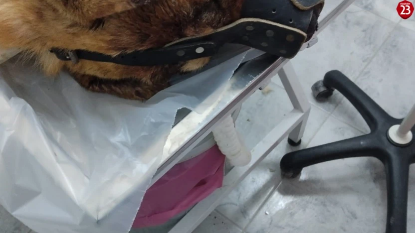 Isırdığını iddia ettiği köpeği silahla vurdu, sahipleri şikayetçi oldu