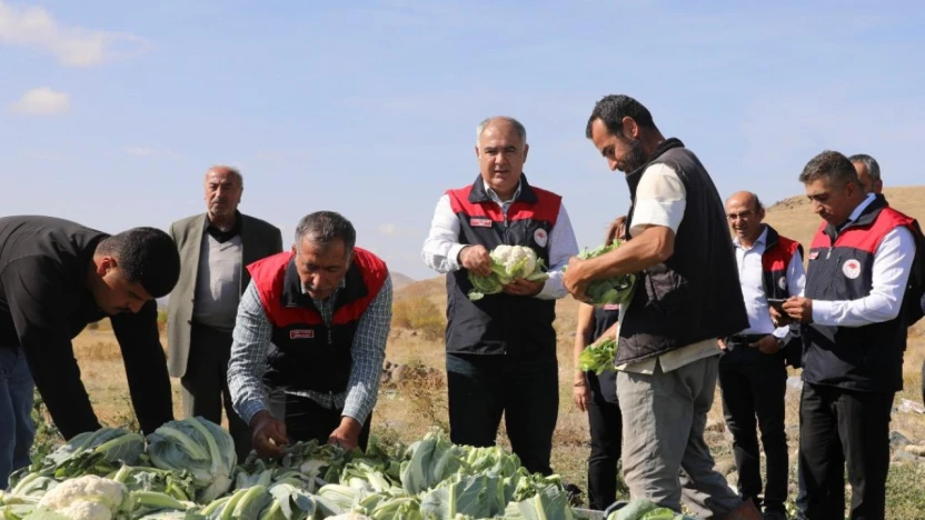 Kovancılar'da İlk Karnabahar Hasadı Gerçekleşti