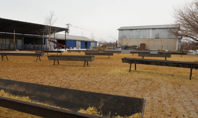 Akçakiraz'da Küçükbaş Besi Ağılı Modernize Edildi