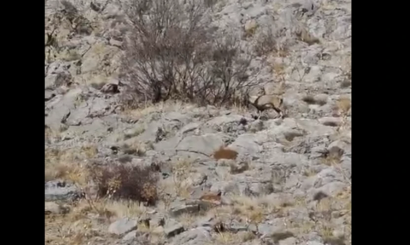 Elazığ'da Nadir Görülen An: Dağ Keçileri Sarp Kayalıklarda Görüntülendi