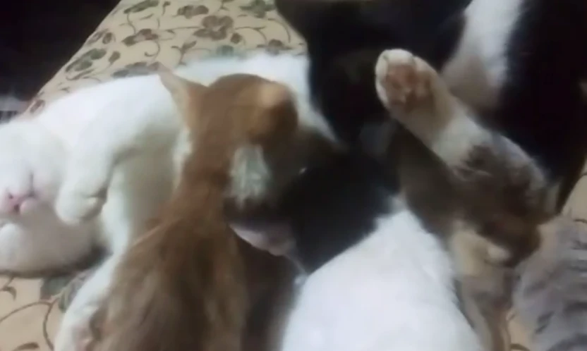 Elazığ'da Şaşırtan Olay: Erkek Kedi Yavruları Sahiplendi ve Emzirmeye Başladı